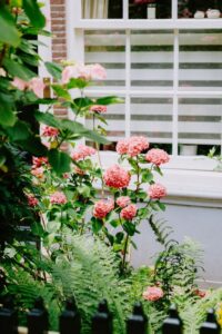 Tips for Creating a Beautiful and Functional Home Garden